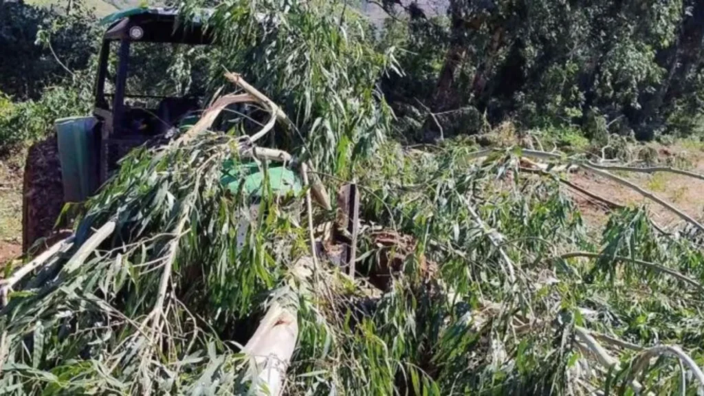 Idoso morre após ser atingido por árvore em acidente no Oeste