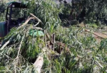 Idoso morre após ser atingido por árvore em acidente no Oeste