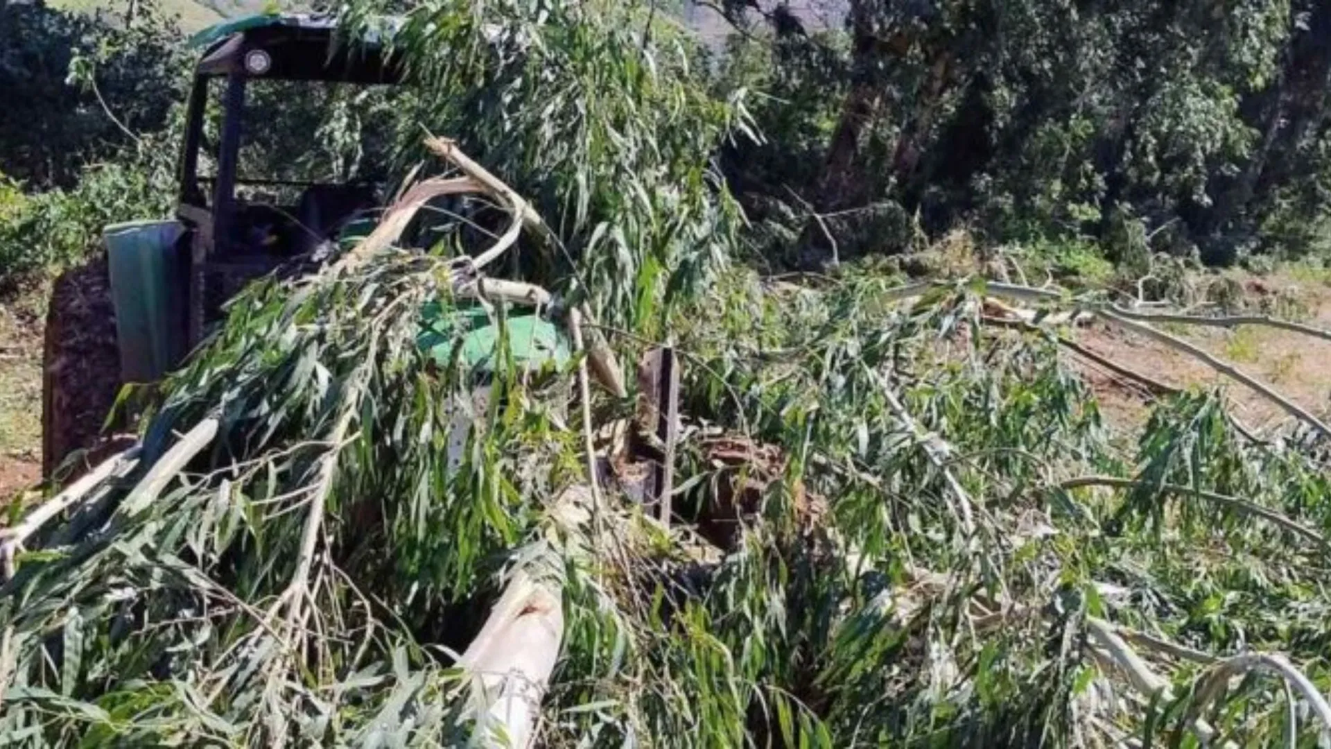 Idoso morre após ser atingido por árvore em acidente no Oeste