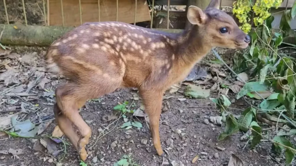 Filhote de cervo é resgatado após ser atacado por cachorros em mata de SC