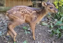 Filhote de cervo é resgatado após ser atacado por cachorros em mata de SC