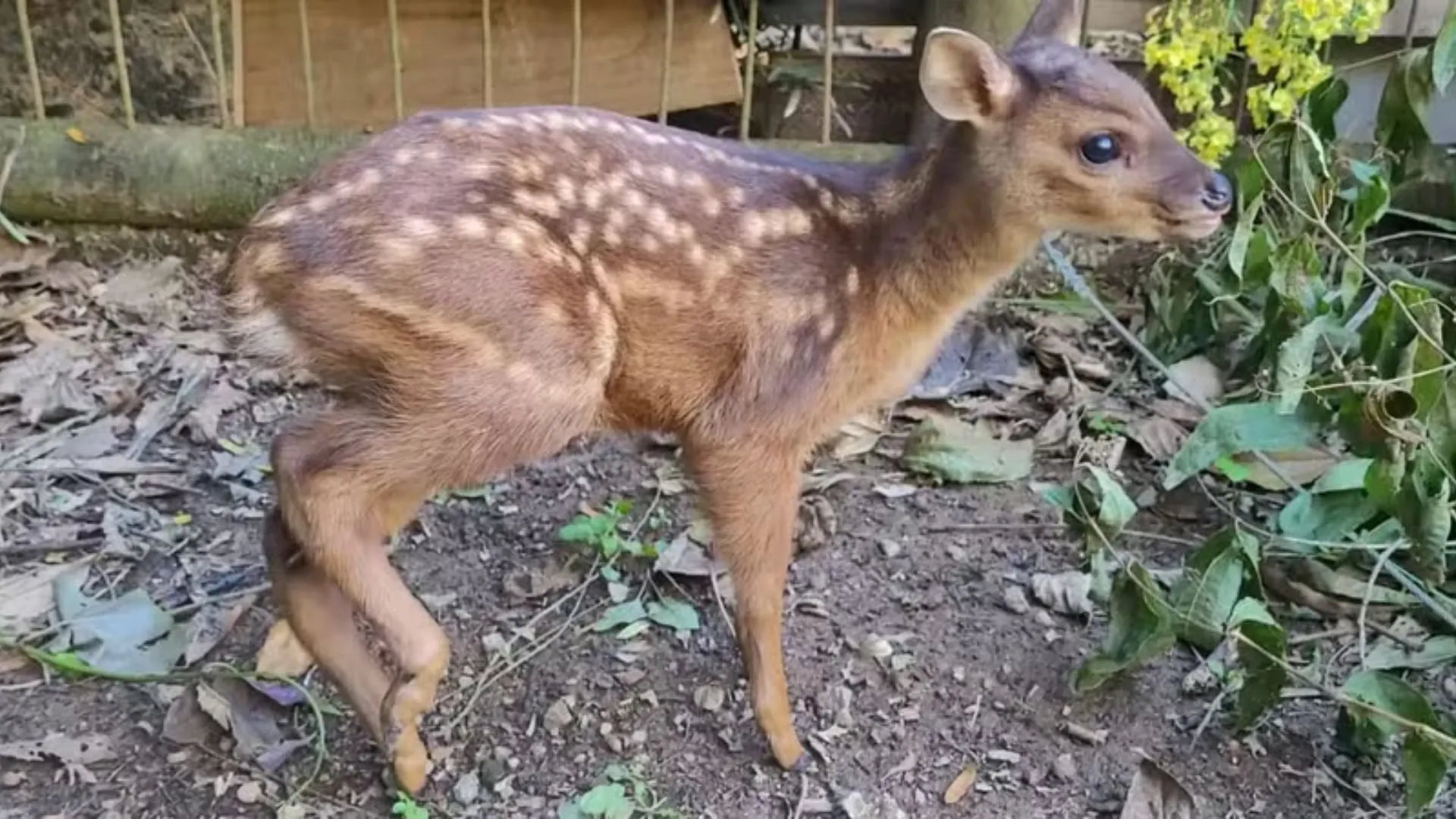 Filhote de cervo é resgatado após ser atacado por cachorros em mata de SC