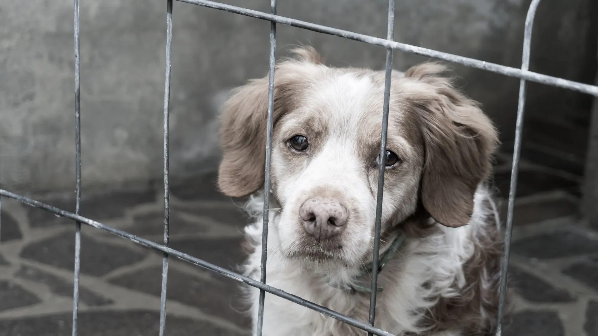 Mais de 5.500 animais sofreram maus-tratos em SC nos primeiros 7 meses do ano