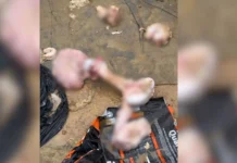 Freezer com cães mortos choca policiais em Biguaçu