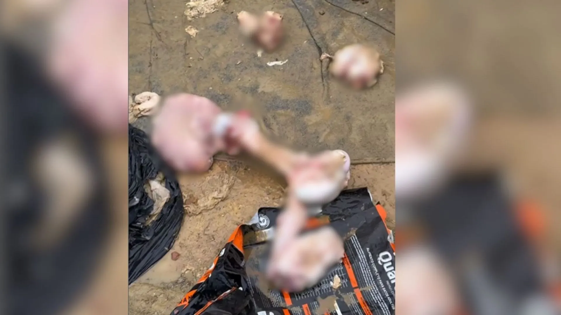 Freezer com cães mortos choca policiais em Biguaçu