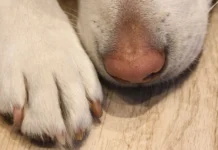 Homem é condenado a 5 anos por maus-tratos a cães em SC