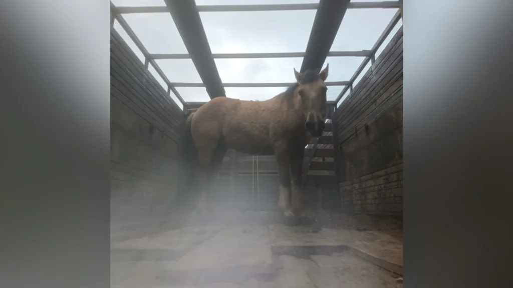 Cavalo furtado em Santa Cecília é recuperado pela Polícia