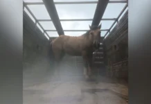 Cavalo furtado em Santa Cecília é recuperado pela Polícia