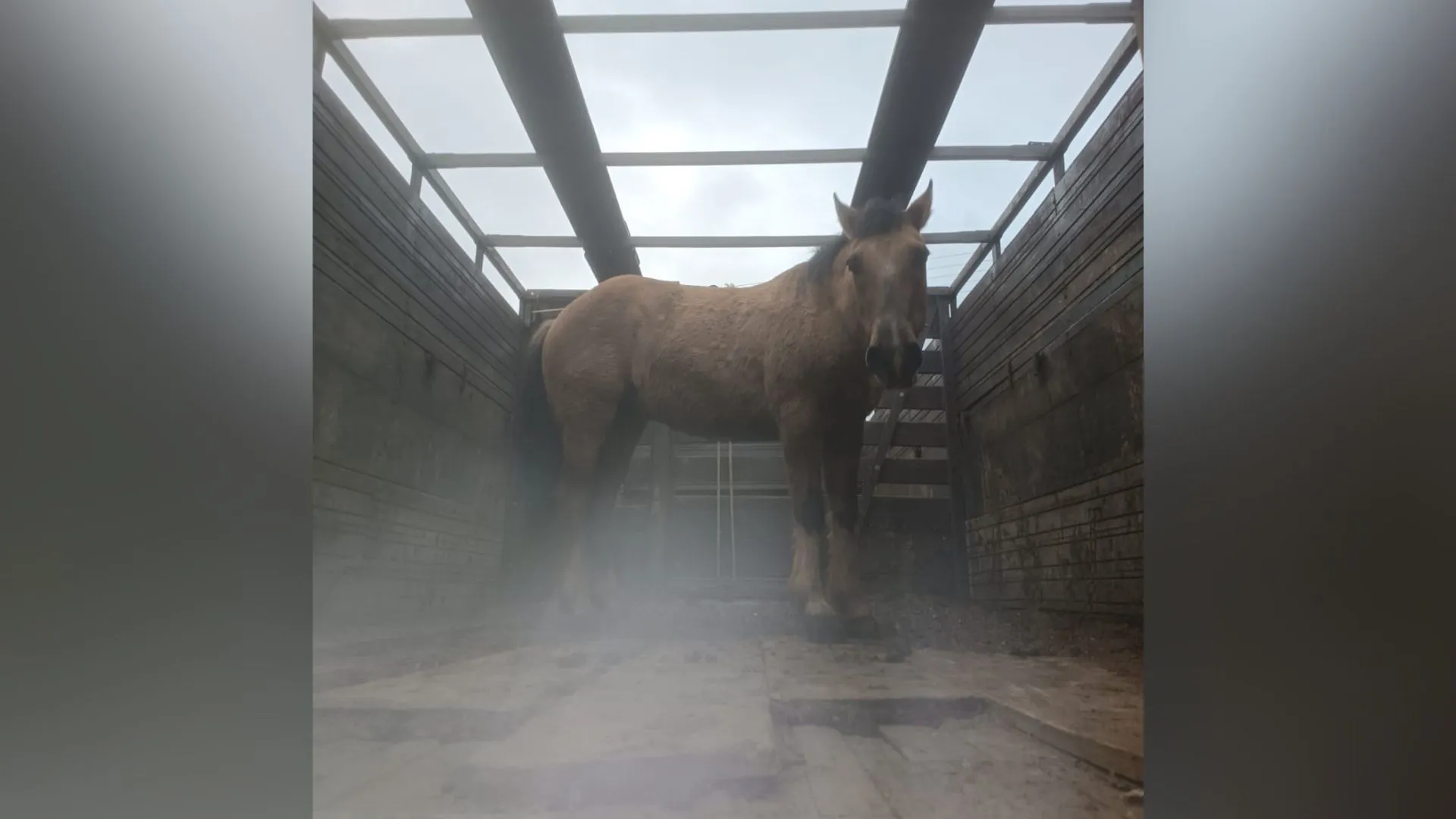 Cavalo furtado em Santa Cecília é recuperado pela Polícia