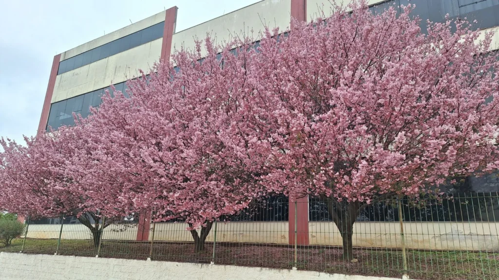 Cerejeiras floridas encantam na escola Dom Orlando Dotti