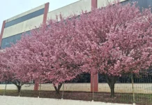 Cerejeiras floridas encantam na escola Dom Orlando Dotti