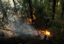 Incêndio de grande proporção destrói reflorestamento em Macieira