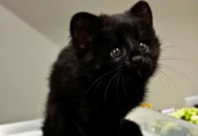 Animal selvagem raro é encontrado em plantação de bananas em SC