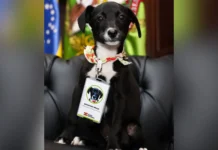 Filhote adotado vira novo morador da Casa D’Agronômica
