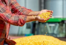 Santa Catarina tem safra recorde de grãos, mas enfrenta déficit de armazenagem