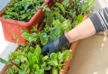 Agosto é ideal para começar sua horta em casa, diz especialista