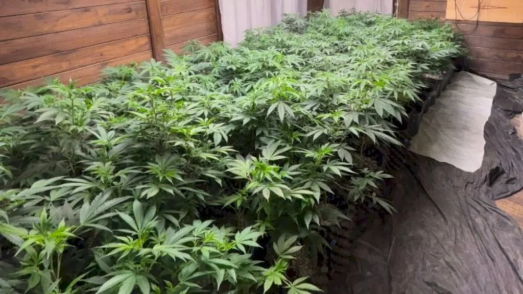 Estufa com mais de 600 pés de maconha é descoberta pela PM em casa no Sul de SC