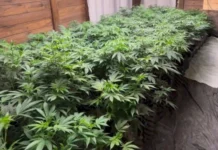 Estufa com mais de 600 pés de maconha é descoberta pela PM em casa no Sul de SC