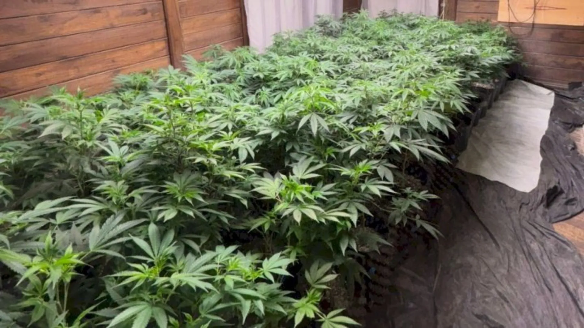 Estufa com mais de 600 pés de maconha é descoberta pela PM em casa no Sul de SC