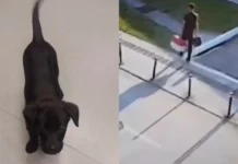 Passageiro abandona cão no Aeroporto de Florianópolis após ser proibido de embarcar com o animal