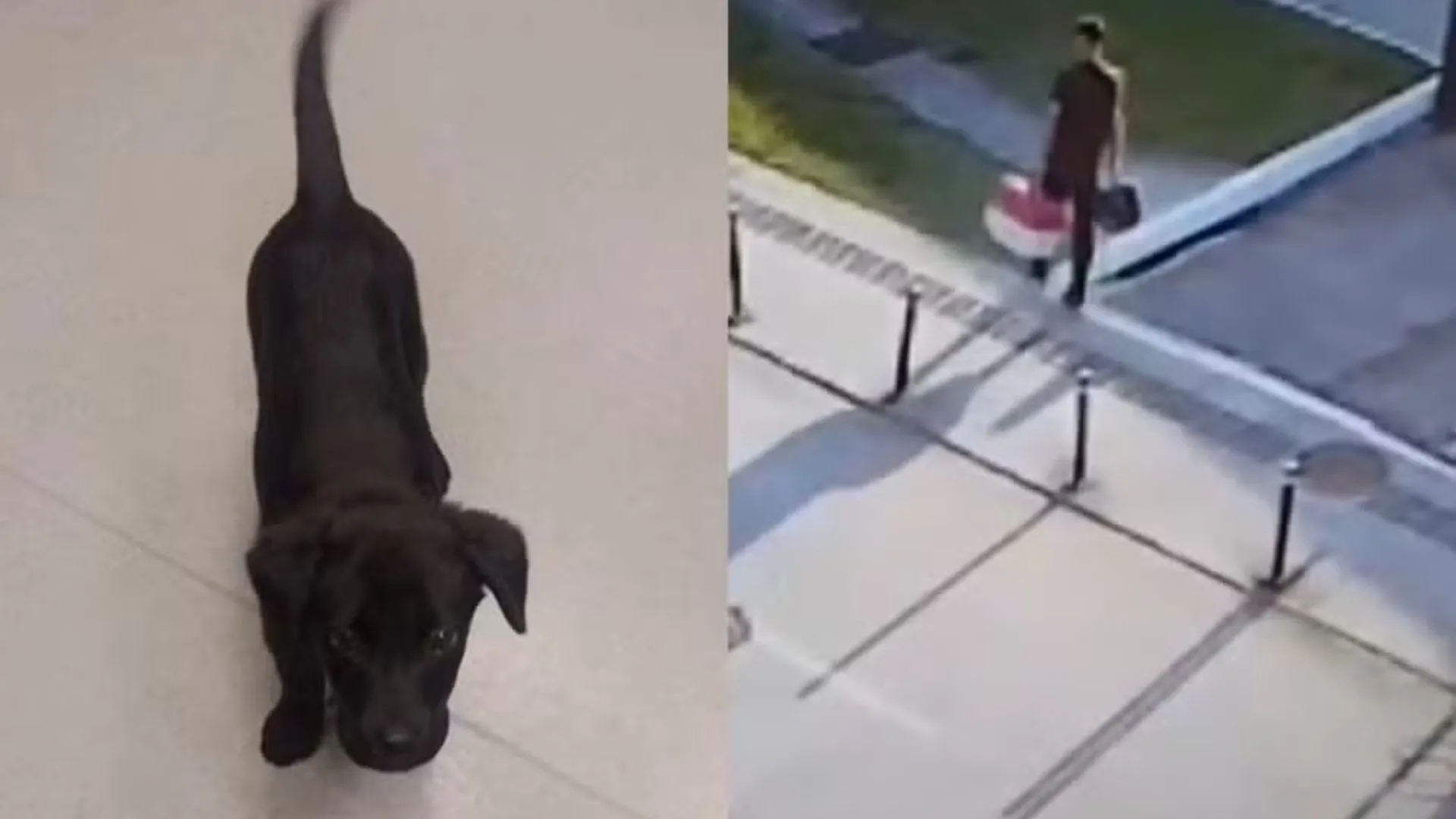 Passageiro abandona cão no Aeroporto de Florianópolis após ser proibido de embarcar com o animal