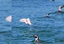 Megacolônia com 300 pinguins é vista na manhã desta quinta em SC