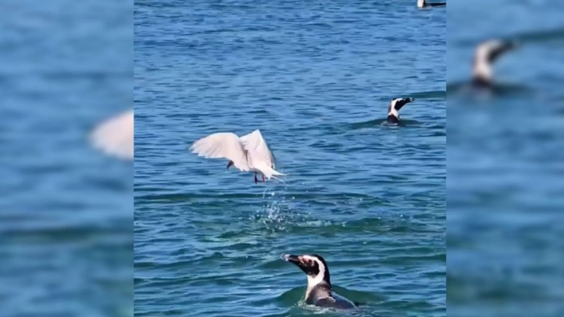 Megacolônia com 300 pinguins é vista na manhã desta quinta em SC