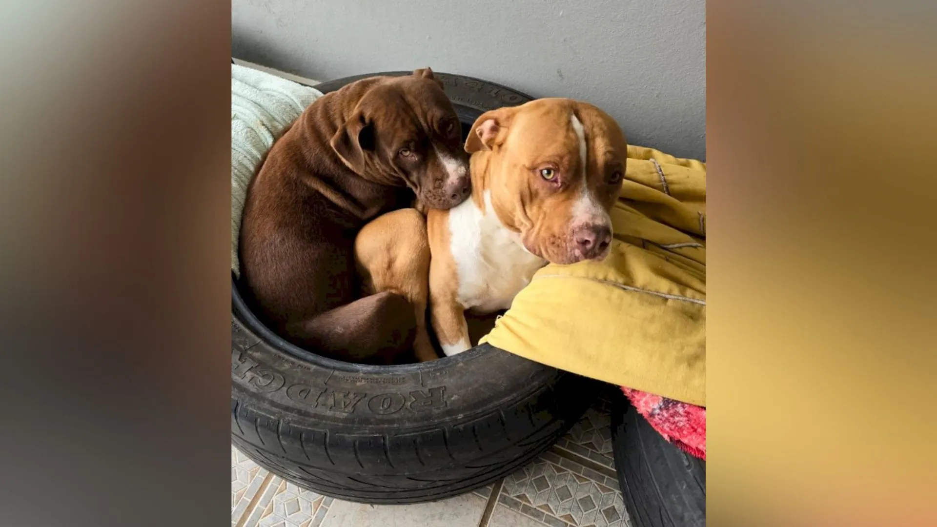 Criança solta Pit Bulls e impede assalto em Lebon Régis