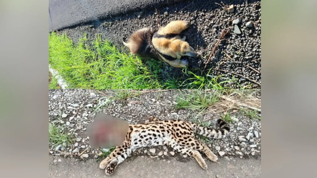Tamanduá e Jaguatirica são atropelados na SC-150 em Capinzal