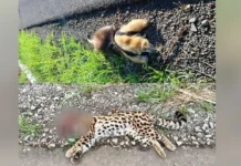 Tamanduá e Jaguatirica são atropelados na SC-150 em Capinzal