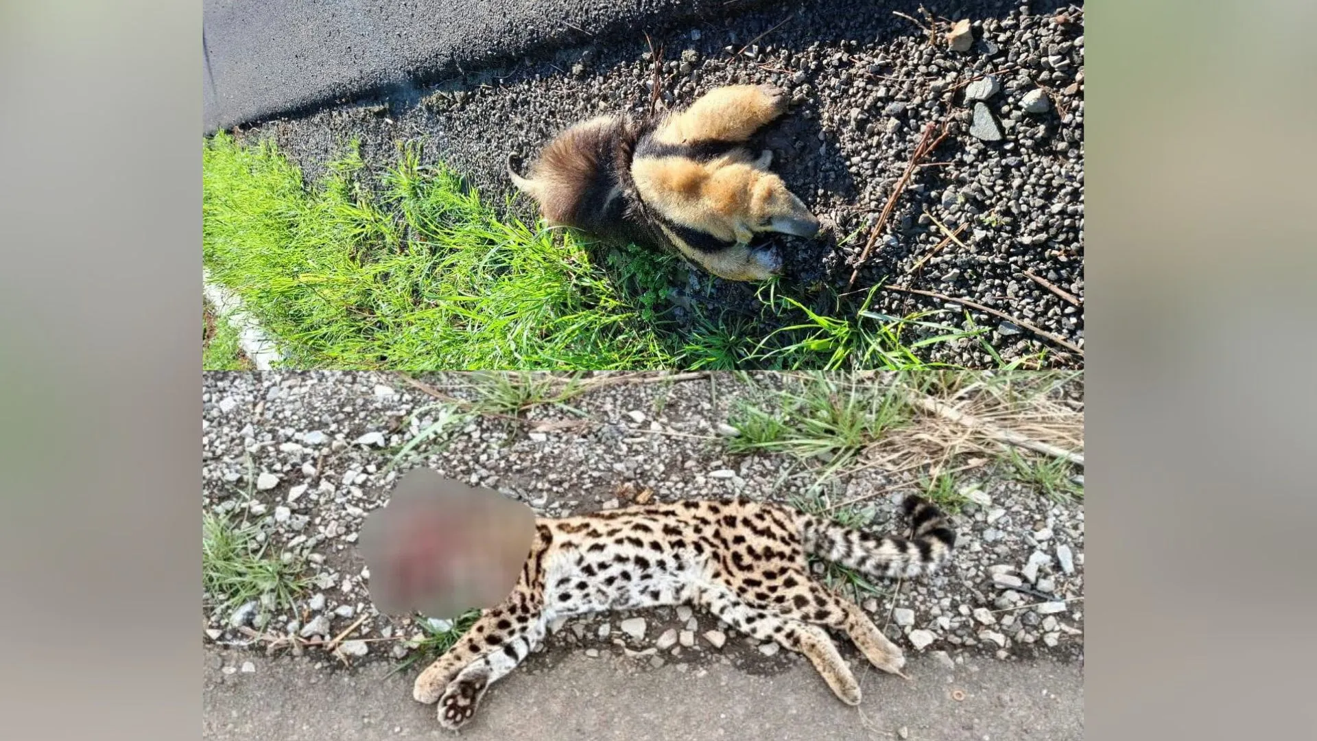 Tamanduá e Jaguatirica são atropelados na SC-150 em Capinzal
