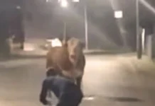 Touro escapa de caminhão, avança contra pessoas e é contido com tiros em SC