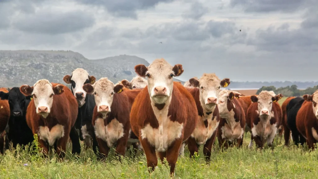 Produtor de Lacerdópolis relata sumiço de cinco vacas