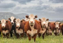 Pecuária de corte será tema de seminário durante a Expo30 em Arroio Trinta Pecuária de corte será tema de seminário durante a Expo30 em Arroio Trinta