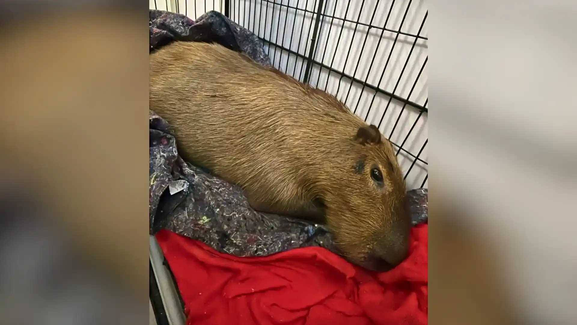 Capivara atropelada mobiliza resgate e campanha em SC