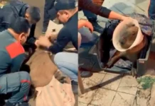 Capivara atropelada mobiliza resgate e campanha em SC