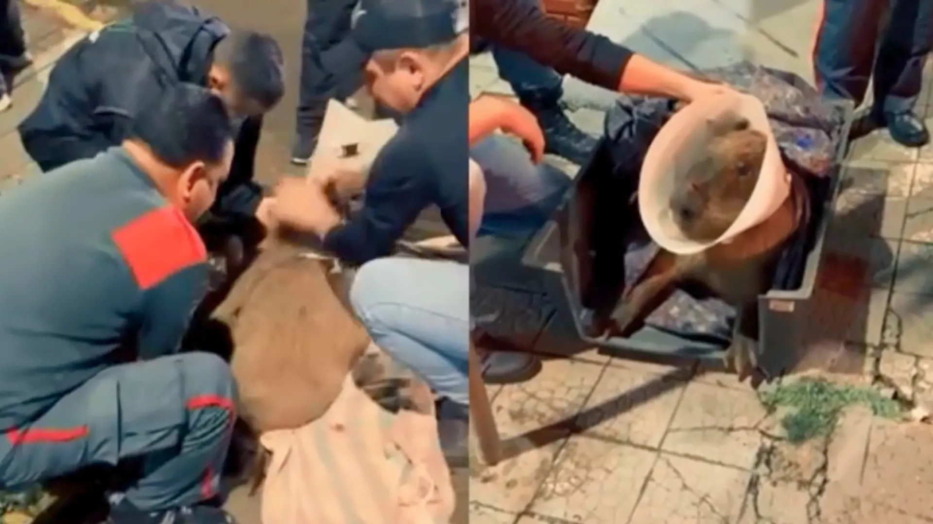 Capivara atropelada mobiliza resgate e campanha em SC
