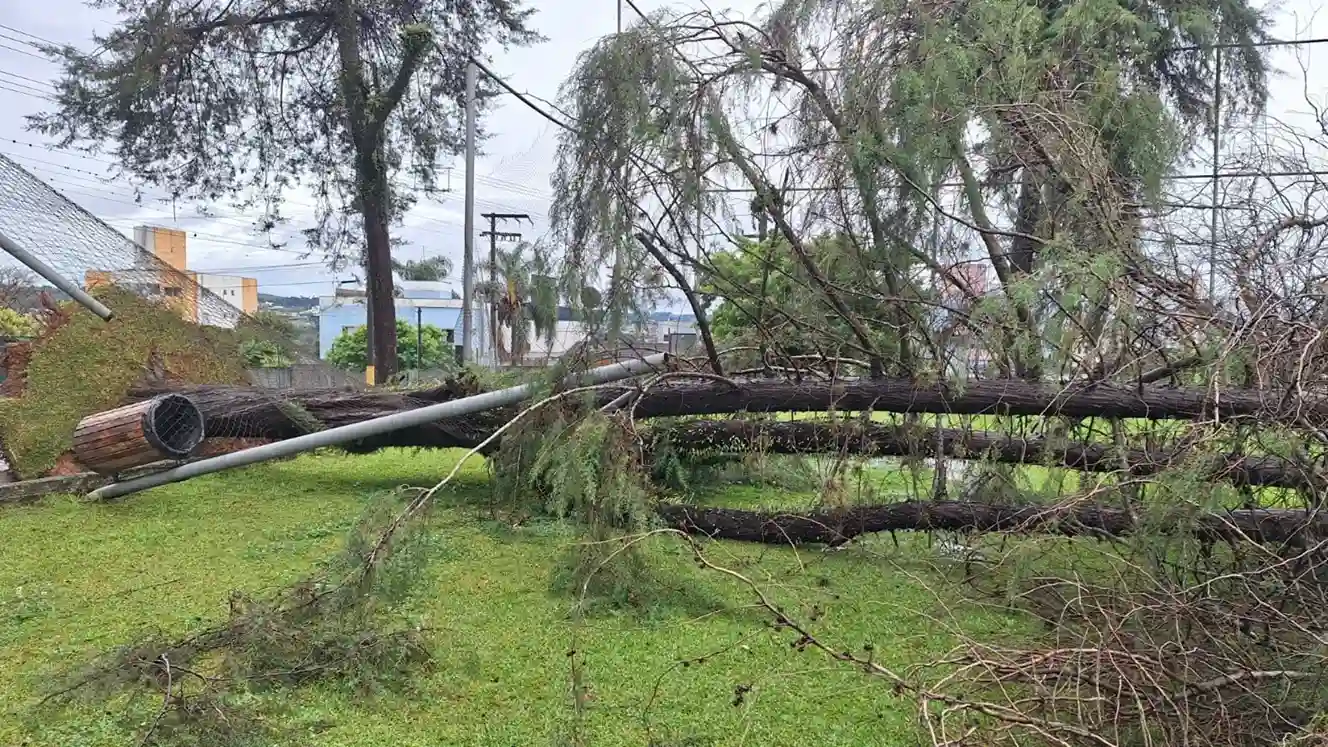 Cipreste gigante cai durante temporal em Caçador