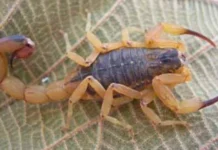 Região de Videira lidera acidentes com escorpiões em SC