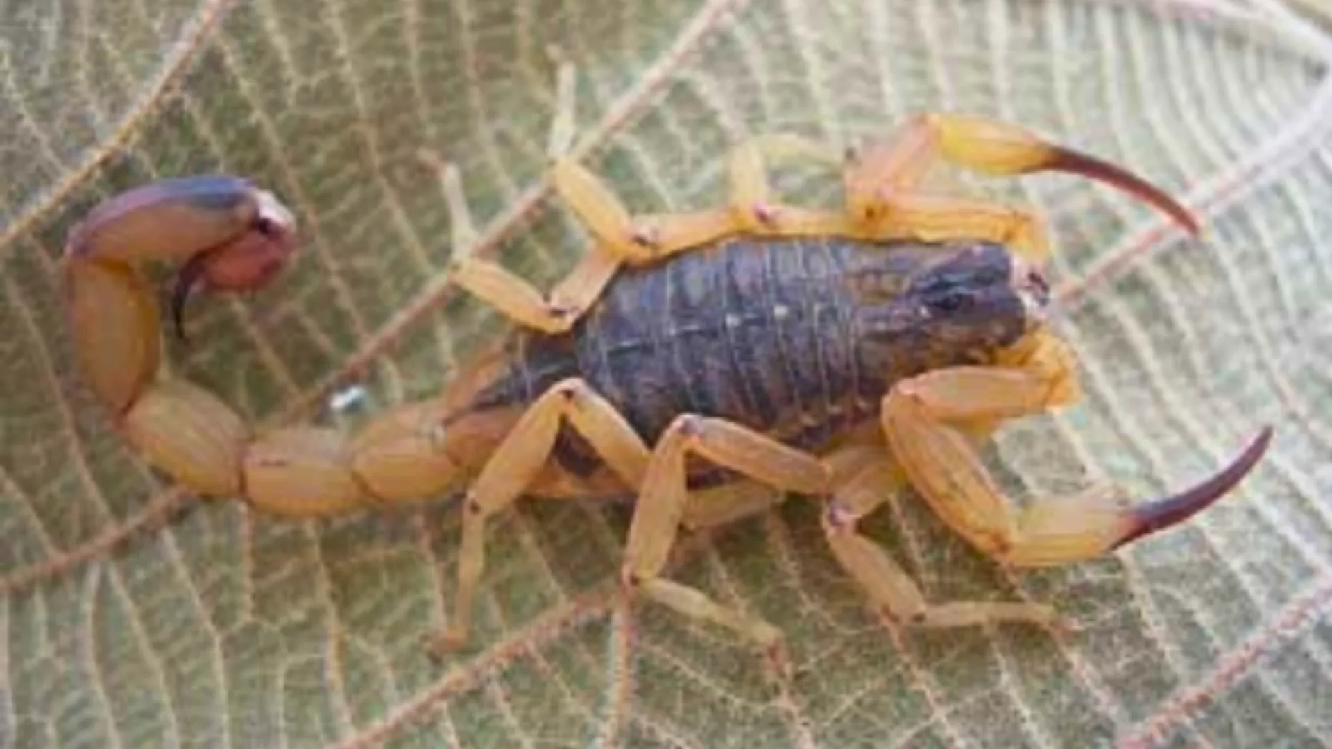 Escorpião-amarelo (Tityus serrulatus)