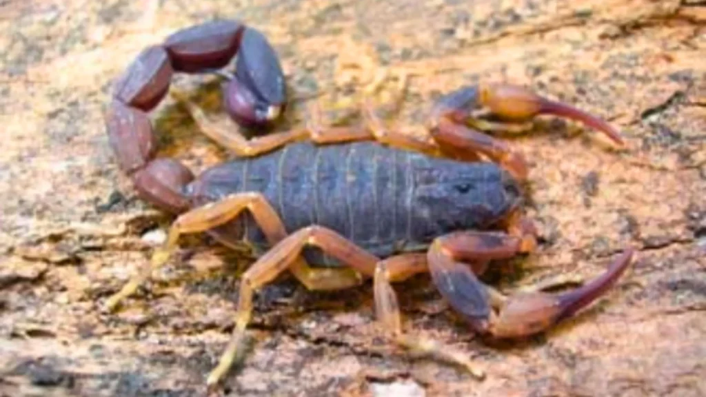 Escorpião-marrom (Tityus bahiensis)