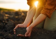 Produção de cebola, soja e pêssego despenca em Santa Catarina em 2024