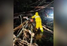Árvores caem sobre carro durante temporal no Meio-Oeste de SC