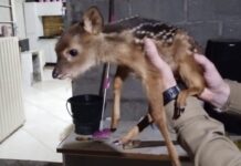 Filhote de veado é salvo de cativeiro durante ação policial em SC