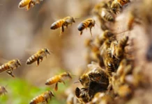 Trabalhadores são atacados por abelhas em cooperativa em SC