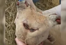 Bezerro nasce com duas cabeças no Oeste de Santa Catarina