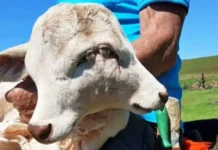 Bezerra com duas cabeças morre em SC