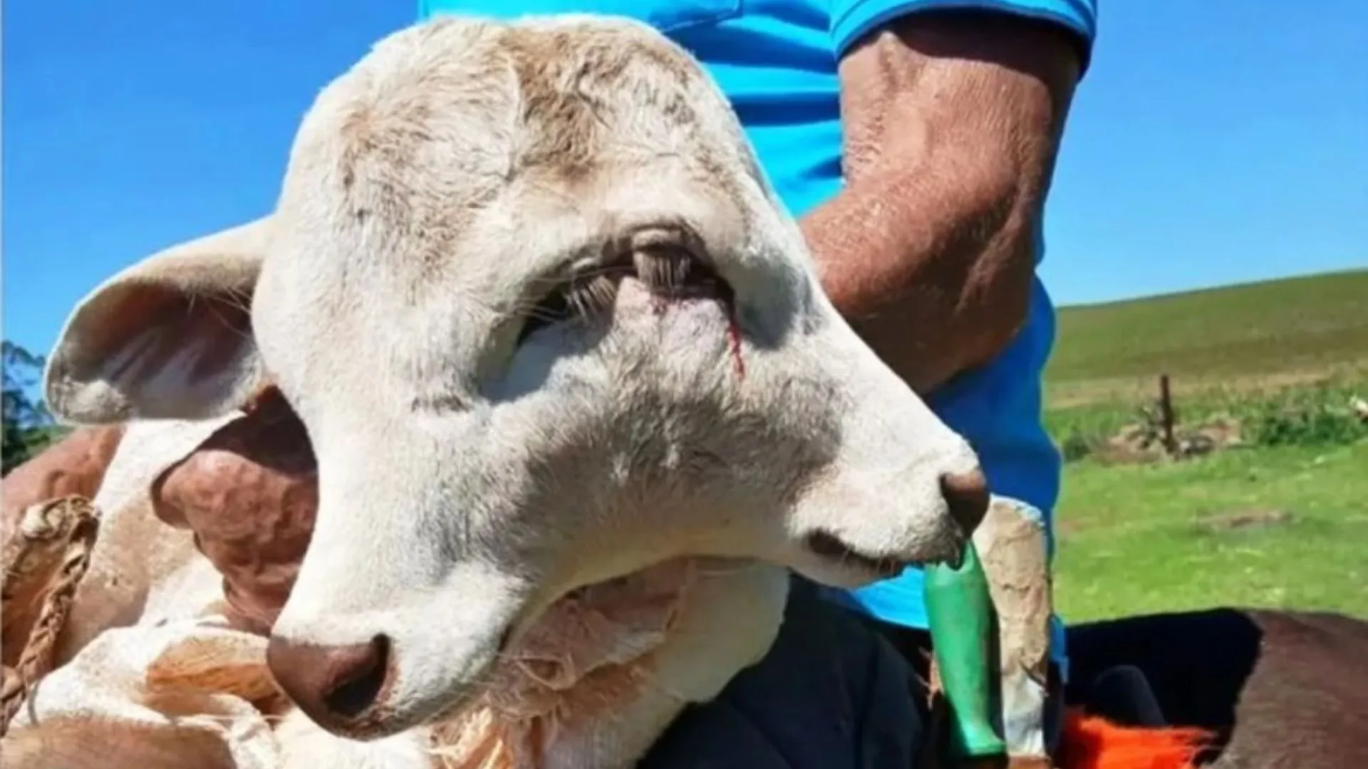 Bezerra com duas cabeças morre em SC