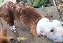 Polícia Civil prende mãe e filho por maus-tratos a animais em SC