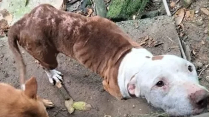 Polícia Civil prende mãe e filho por maus-tratos a animais em SC